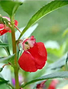 Red Balasam Seeds 10 Per Packet