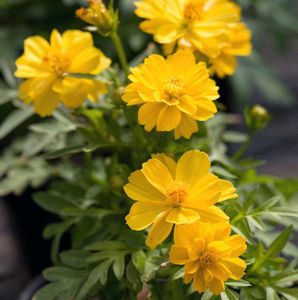Cosmos Seeds Mix (Yellow + Orange)