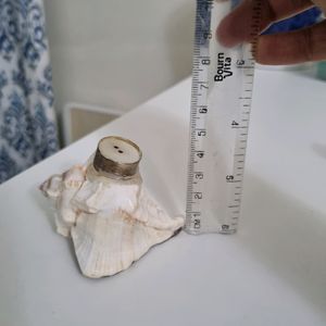 Sea Shell Salt &amp; Pepper Shakers (Display Only)