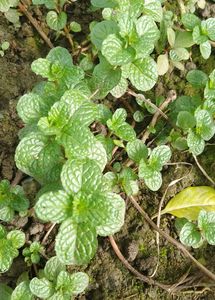 Pilea Creeping Charlie