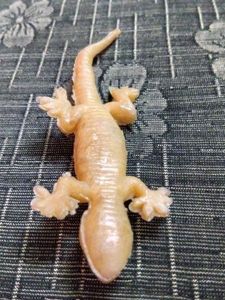 Toy Lizard