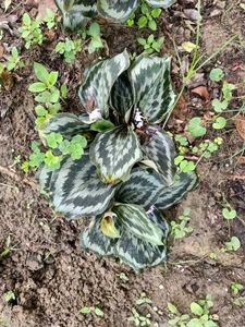2 Peacock Ginger Bulbs (Kaempferia Rotunda)