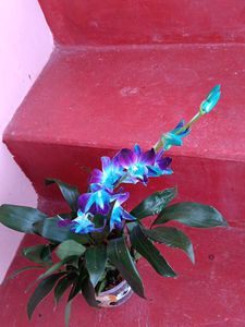 Orchids