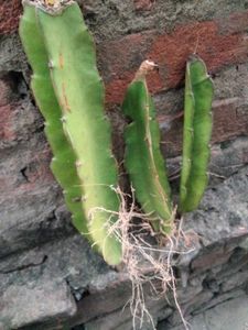 Dragon Fruit Cuttings and with roots combo.
