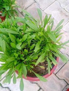 Plants Combo