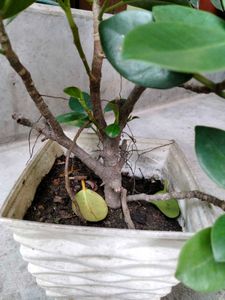 2 different Leaves Shape Ficus N 1 Jade Plants .