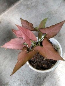 assorted beautiful plants Combo Offer