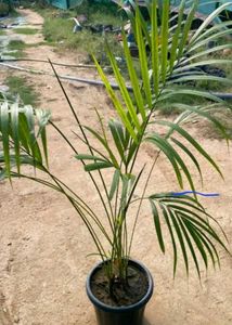 Morpankhi Plant .and Arica Palm
