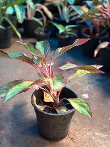 Indoor Plants 10
