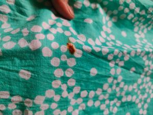 Green &amp; White Printed Fabric