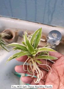 Chlorophytum Comosum - Variegated Spider Plant
