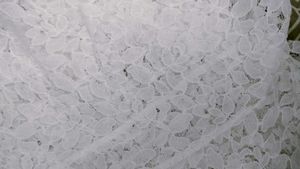 White Netted Shrug