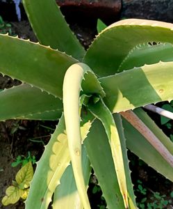 Combo Of 1 Aloevera And 2 Tulsi Plant