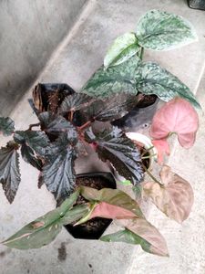 Assorted Indoor Plants combo