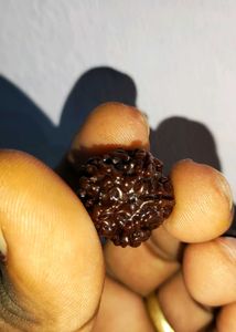 5 Mukhi Original Nepali Rudraksha