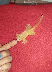Toy Lizard Silicon Rubber For Pranking People