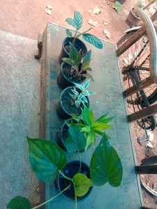 Indoor Plants
