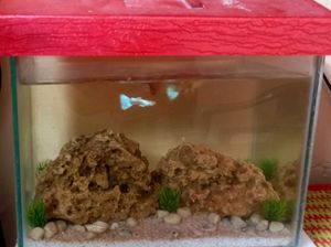 Aquarium