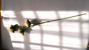 Valentines day rose
