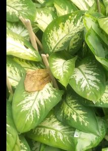 Combo Of 2 Variety Agloneama Plant
