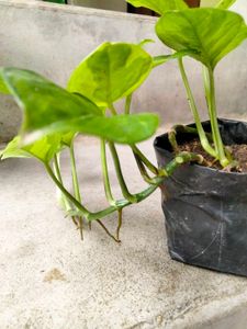 Available (Varities Of Pothos Combo)