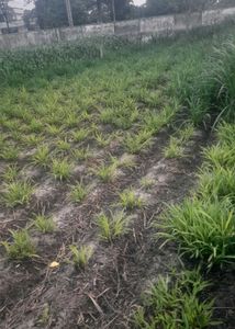 Super Nepier For Agriculture