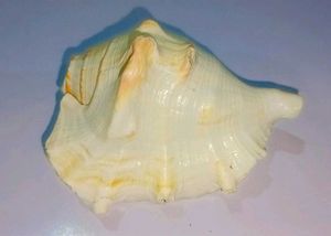 Pooja Shank Or Seashell