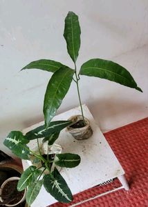 Set 2 Big Mango &amp; SYNGONIUM WENDLANDII Plants