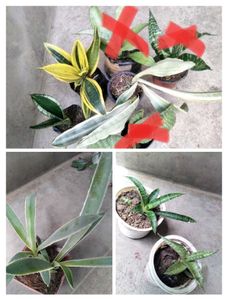 Good Sizes Sansevierias Combo