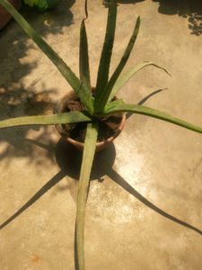 Combo 1 Alovera Nd 2 Blub Rajnigandha Plant