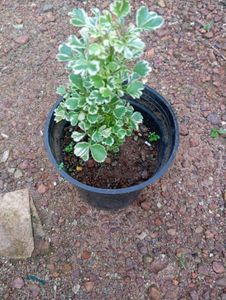 Variegated Aralia Plant