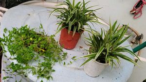 Set 3 Chlorophytum laxum &amp; Turtle Plants