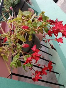 Red Begonia