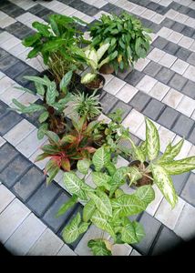 10 Live Root Plants