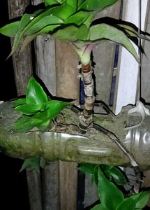 Different Verity Of Hanging Plants