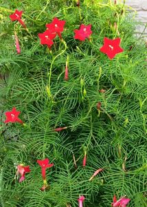 Cypress &amp; cockscomb flower plant and seeds