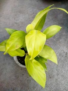 Mix Plants