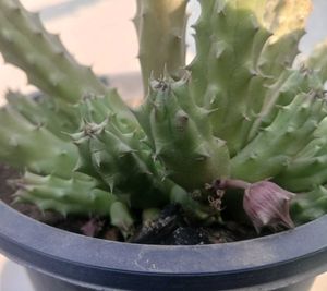 Combo Of Two Flowering Cactus 🌵