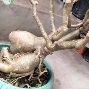 Matured Pink Colour Flower Bonsai (7 Yrs+)