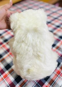 White Teddy Bear
