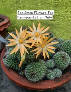 Fishhook Cactus (Yellow Bloom) FerocactusWislizeni