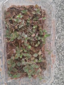 Real Rooted Purple Green Trailing Potted Plant