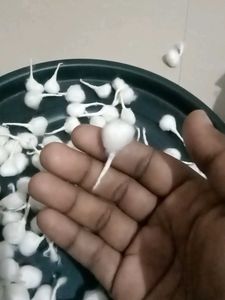 Cotton Wicks for Pooja