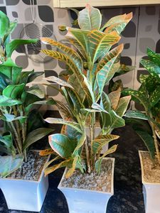 Artificial Plants