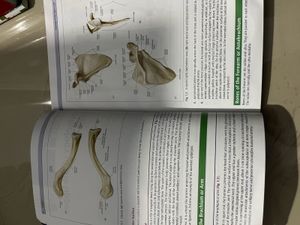Thieme Dissector Set