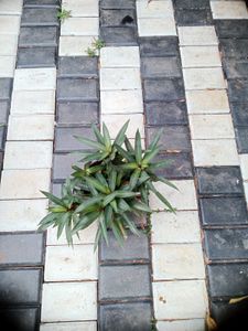 10 Live Root Plants