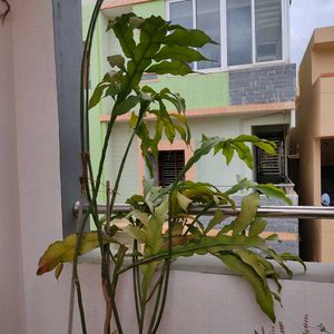 Brahma Kamal Leaves