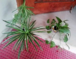 Set 2 Money &amp; Pendulum Plants