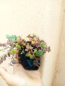 Combo Of Hanging Plants
