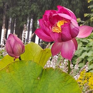 Hybrid Pink Lotus